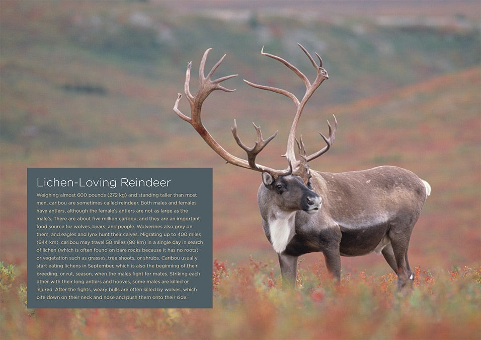 Arctic Tundra Food Chain, An