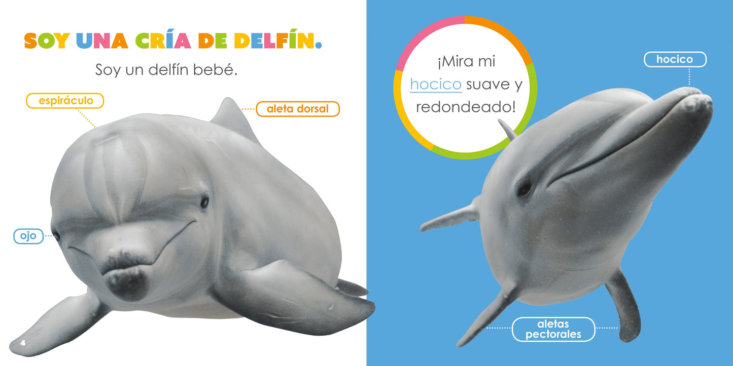 Delfínes bebés