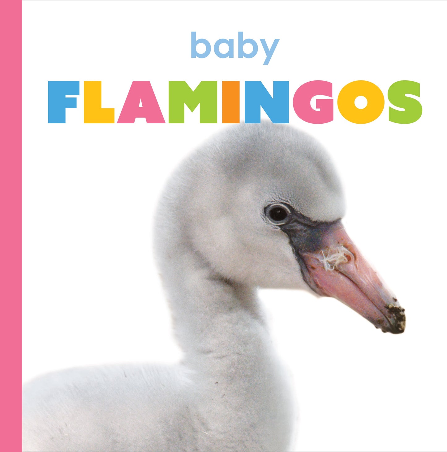 Baby Flamingos