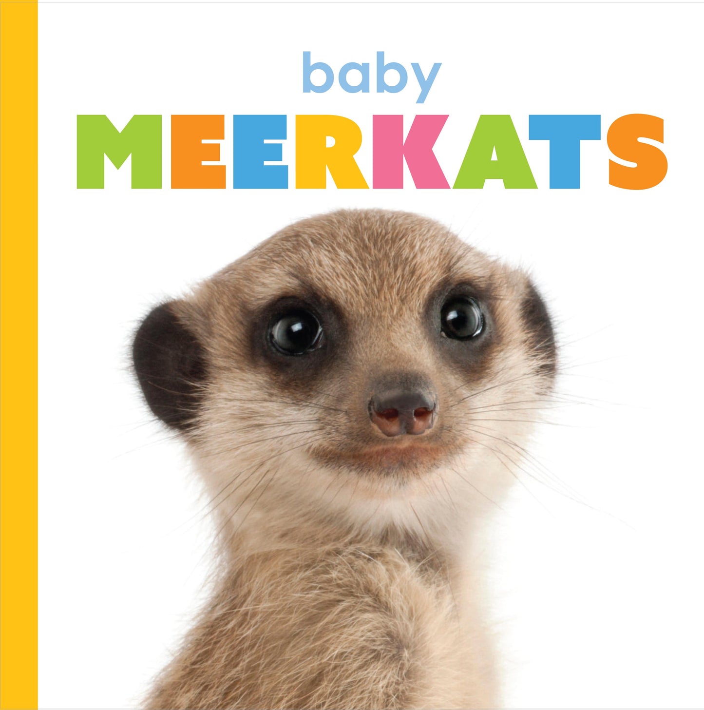 Baby Meerkats