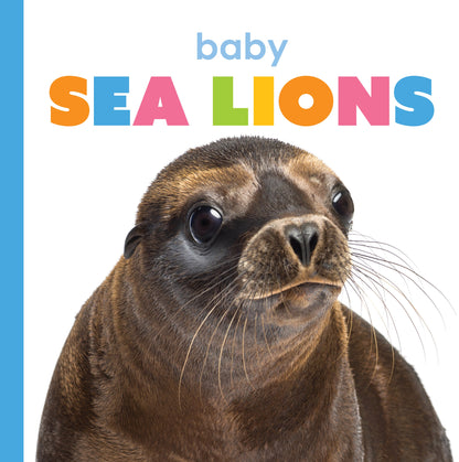 Baby Sea Lions