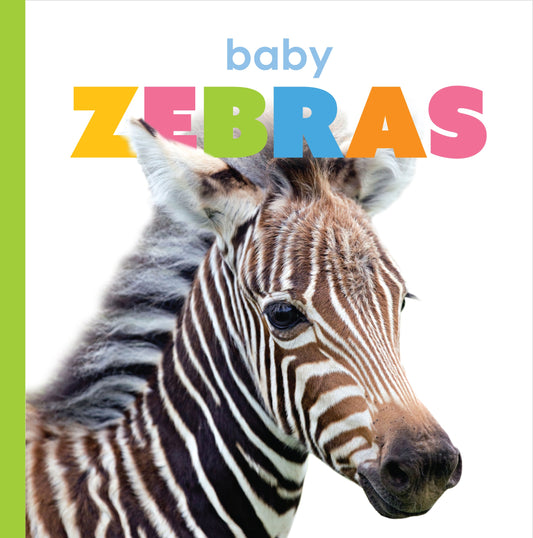 Baby Zebras