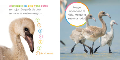 Flamencos bebés