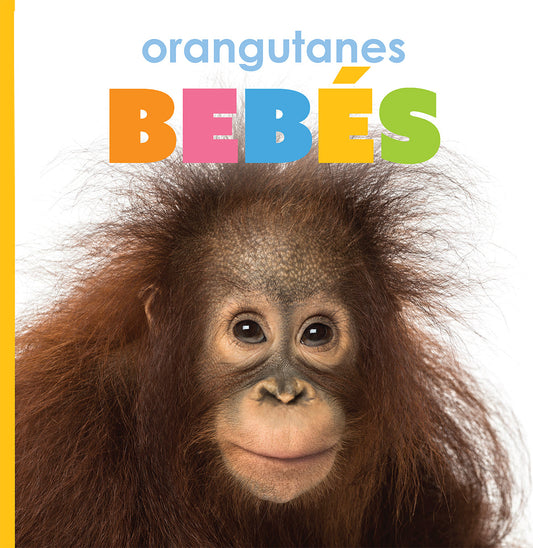 Orangutanes bebés