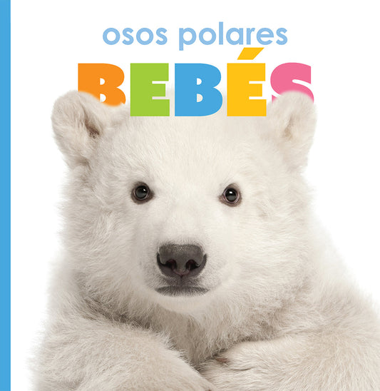 Osos polares bebés