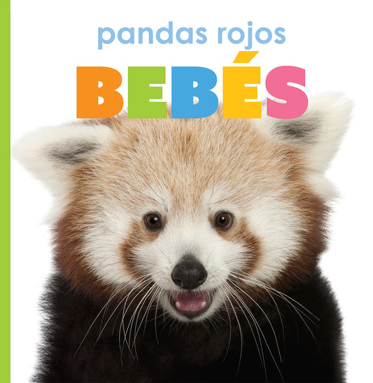 Pandas rojos bebés