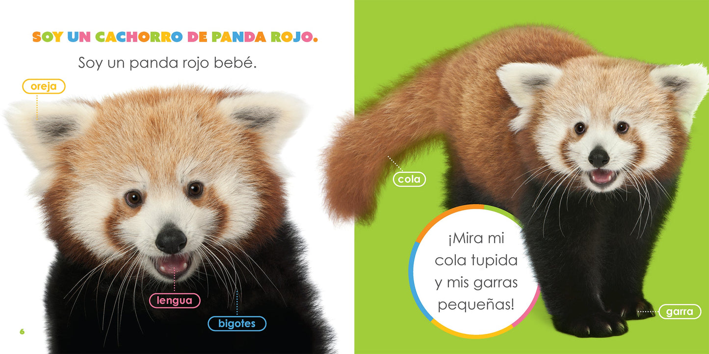 Pandas rojos bebés