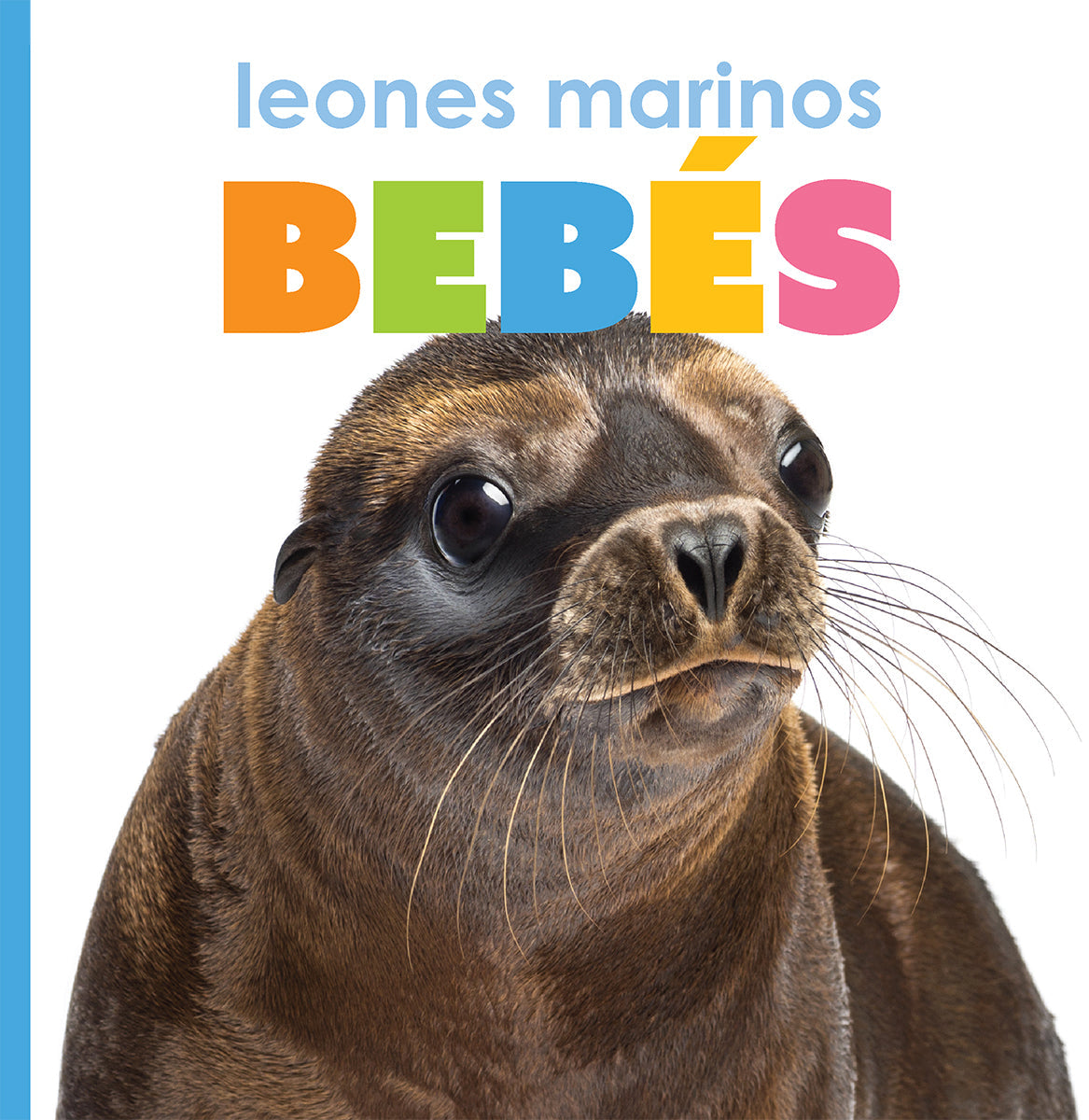 Leones marinos bebés